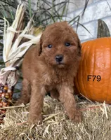 Molly, a female Poodle - Miniature  for sale in West Point, IA – 4 of 10