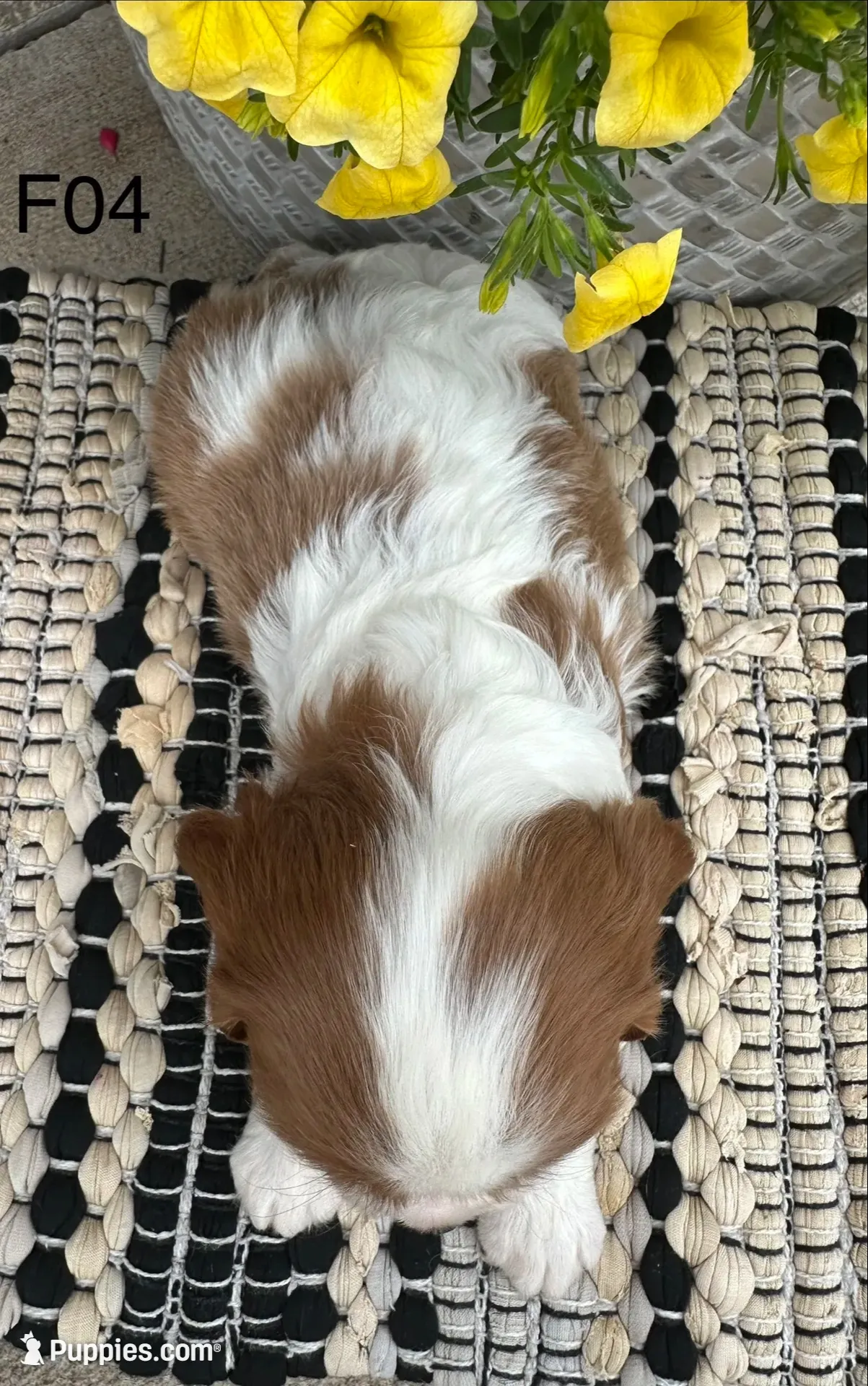 Luna, a female Cavalier King Charles Spaniel for sale in West Point, IA – 9 of 9