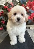 Nick, a male Maltipoo for sale in West Point, IA – 3 of 10