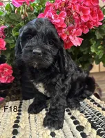 Lucy, a female Cockapoo for sale in West Point, IA – 4 of 6