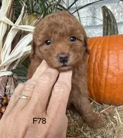 Bella, a female Poodle - Miniature  for sale in West Point, IA – 8 of 10