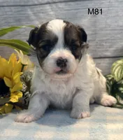 Coco, a male Bichon Frise and Shih Tzu for sale in West Point, IA – 3 of 9