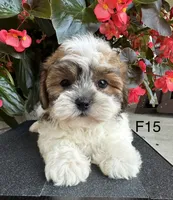 Nina, a female Maltipoo for sale in West Point, IA – 3 of 10