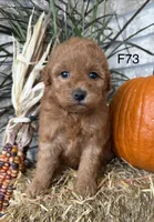 Sophie, a female Poodle - Miniature  for sale in West Point, IA – 10 of 10