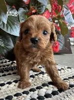 Zane , a male Cavapoo for sale in West Point, IA – 10 of 10