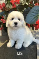 Frank, a male Maltipoo for sale in West Point, IA – 10 of 10