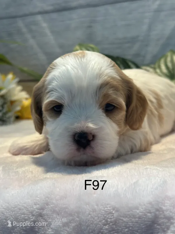Willow – Cavachon puppy for sale in West Point, IA