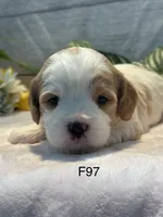 Willow, a female Cavachon for sale in West Point, IA – 1 of 8