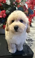 Ben, a male Maltipoo for sale in West Point, IA – 6 of 10