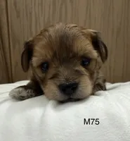 Blaze, a male Yorkipoo for sale in West Point, IA – 9 of 10
