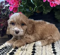 Cooper , a male Cockapoo for sale in West Point, IA – 9 of 10