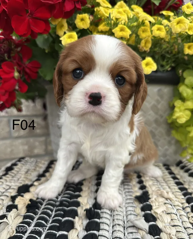 Luna – Cavalier King Charles Spaniel puppy for sale in West Point, IA