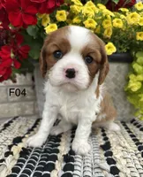Luna, a female Cavalier King Charles Spaniel for sale in West Point, IA – 1 of 9