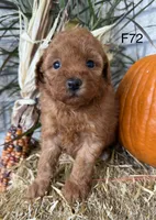 Mary, a female Poodle - Miniature  for sale in West Point, IA – 4 of 10