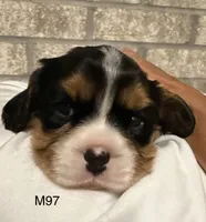 Bruno, a male Cavalier King Charles Spaniel for sale in West Point, IA – 4 of 10