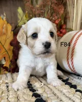 Autumn , a female Cockapoo for sale in West Point, IA – 9 of 10