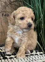 Bella, a female Maltipoo for sale in West Point, IA – Photo 7 of 10