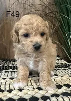 Bella, a female Maltipoo for sale in West Point, IA – Photo 5 of 10