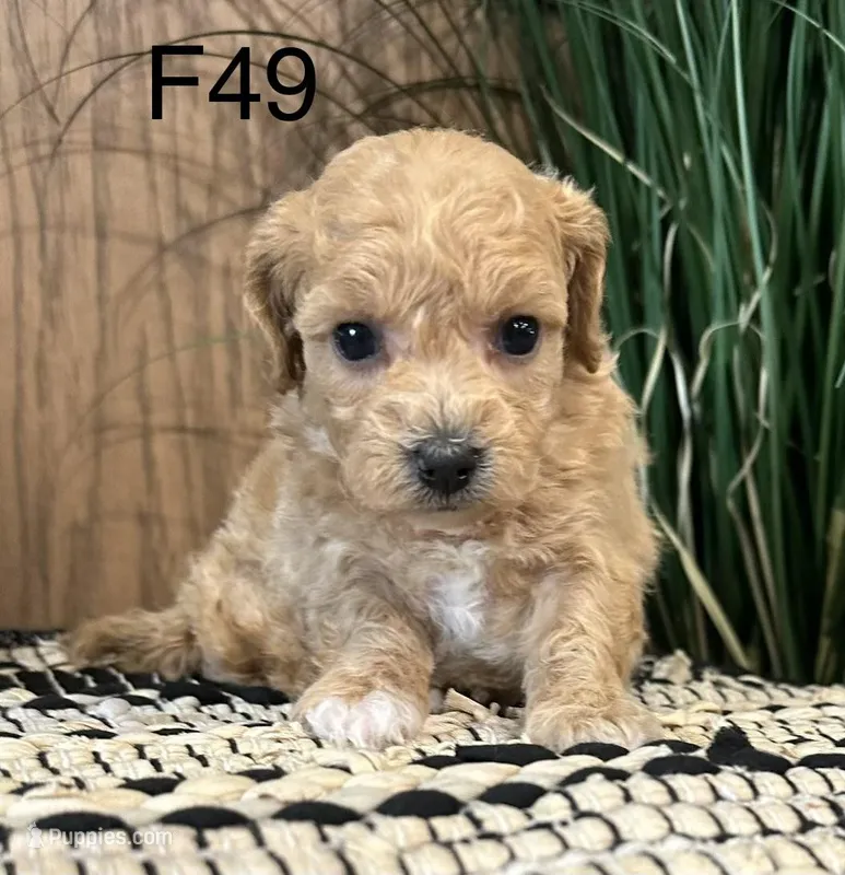 Bella – Maltipoo puppy for sale in West Point, IA