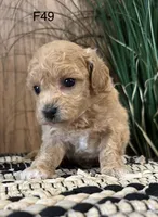 Bella, a female Maltipoo for sale in West Point, IA – Photo 9 of 10