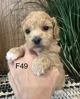Bella, a female Maltipoo for sale in West Point, IA – Photo 6 of 10