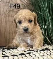 Bella, a female Maltipoo for sale in West Point, IA – Photo 3 of 10