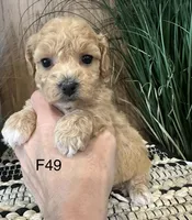 Bella, a female Maltipoo for sale in West Point, IA – Photo 8 of 10