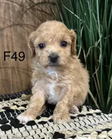 Bella, a female Maltipoo for sale in West Point, IA – Photo 4 of 10