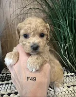 Bella, a female Maltipoo for sale in West Point, IA – Photo 10 of 10