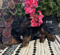 Bella, a female Cockapoo for sale in West Point, IA – 9 of 10