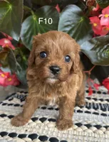 Penny, a female Cavapoo for sale in West Point, IA – 3 of 10