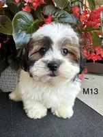 Max, a male Maltipoo for sale in West Point, IA – 5 of 10