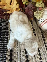 Oakley, a male Cockapoo for sale in West Point, IA – 8 of 8