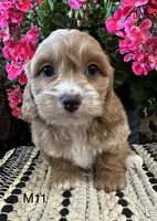 Cooper , a male Cockapoo for sale in West Point, IA – 5 of 10