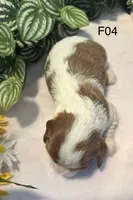 Luna, a female Cavalier King Charles Spaniel for sale in West Point, IA – 3 of 7