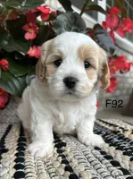 Bailey , a female Cavachon for sale in West Point, IA – 2 of 9