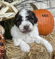 Zeus, a male Poodle - Miniature  for sale in West Point, IA – 9 of 10