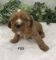Lilly, a female Cavalier King Charles Spaniel for sale in West Point, IA – 4 of 7