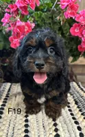 Bella, a female Cockapoo for sale in West Point, IA – 7 of 10