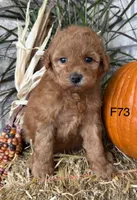 Sophie, a female Poodle - Miniature  for sale in West Point, IA – 1 of 10