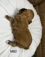 Ash, a male Yorkipoo for sale in West Point, IA – 6 of 10