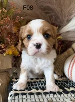 Mia, a female Cavalier King Charles Spaniel for sale in West Point, IA – 4 of 7