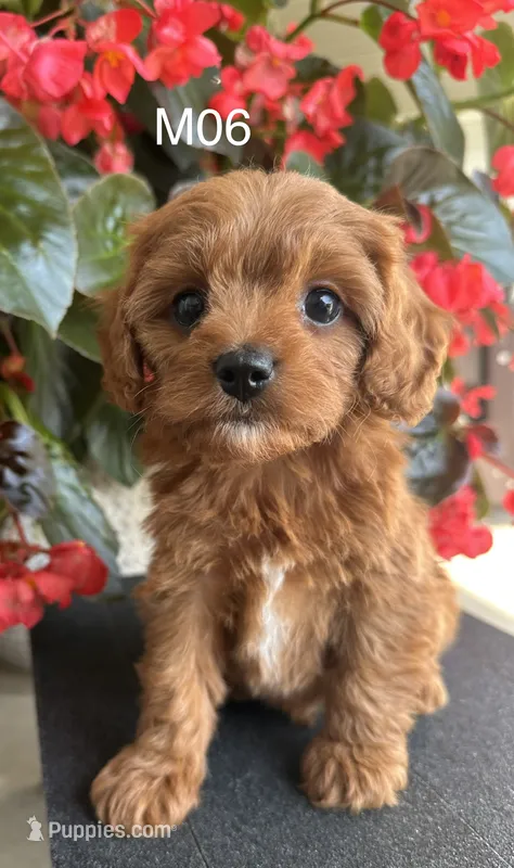 Zane  – Cavapoo puppy for sale in West Point, IA