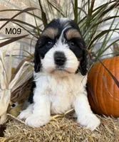 Buster, a male Cockapoo for sale in West Point, IA – 8 of 10