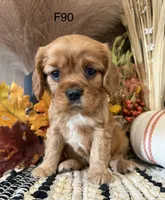 Jax, a male Cavalier King Charles Spaniel for sale in West Point, IA – 9 of 10