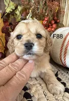 Maple, a female Cockapoo for sale in West Point, IA – 6 of 9