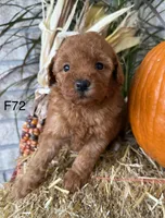 Mary, a female Poodle - Miniature  for sale in West Point, IA – 6 of 10
