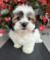 Max, a male Maltipoo for sale in West Point, IA – 6 of 10