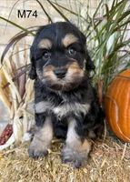 Duke, a male Cockapoo for sale in West Point, IA – 9 of 10