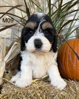 Buster, a male Cockapoo for sale in West Point, IA – 3 of 10